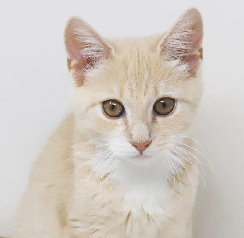 Waffles is wonderful wonderful thumbnail 5