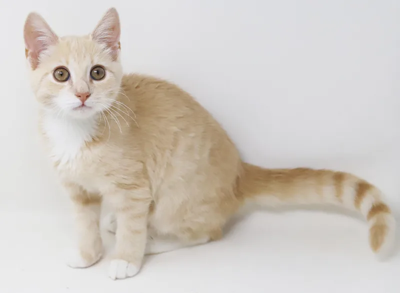 Waffles is wonderful wonderful thumbnail 6