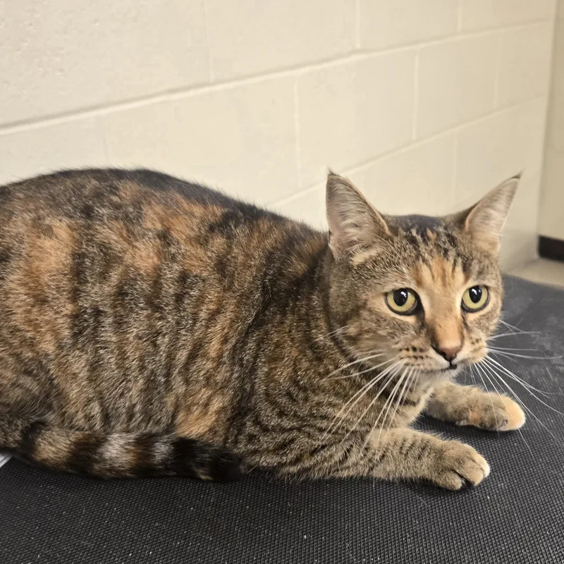 An adult medium-sized female Buff / Tan / Fawn Domestic Short Hair cat named Kiwi for adoption in Xenia , OH