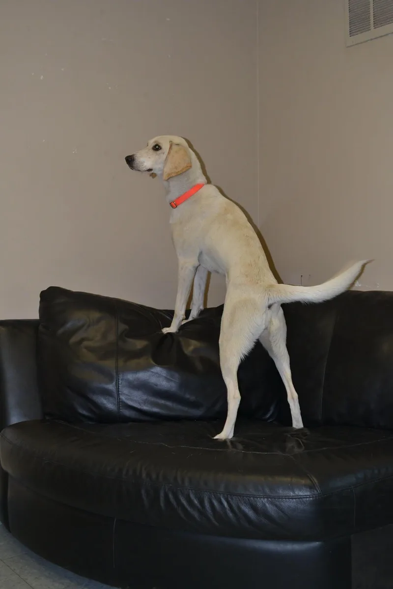 A young medium-sized female Yellow / Tan / Blond / Fawn Labrador Retriever dog named Quiche for adoption in Chardon, OH