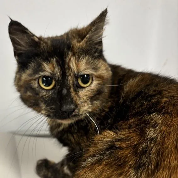 A young medium-sized female Tortoiseshell Domestic Short Hair cat named Primrose for adoption in New York, NY