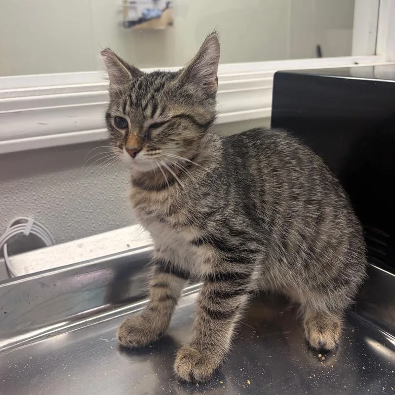 A baby small-sized female Brown / Chocolate Domestic Short Hair cat named OnCall for adoption in Pekin, IL