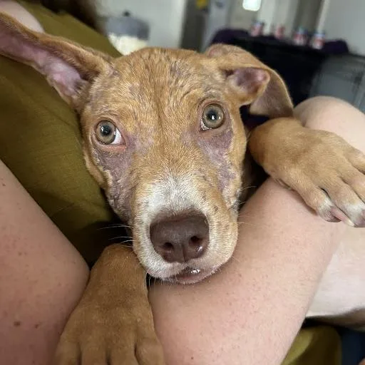 Nesquick thumbnail 2