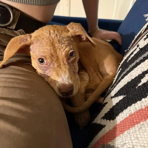 Nesquick thumbnail 4