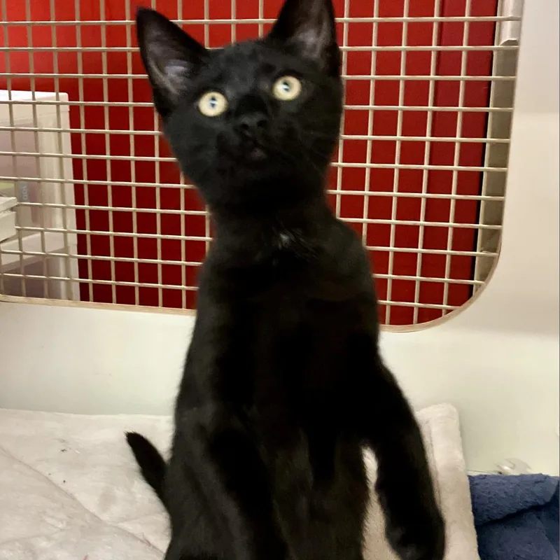 An adult small-sized male Black Domestic Short Hair cat named Blain Rockbridge for adoption in Merrifield, VA