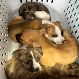 Honey thumbnail 3