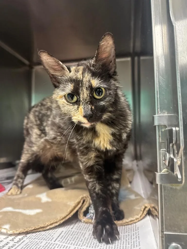 A young medium-sized female Domestic Short Hair cat named Claire for adoption in Belton, TX