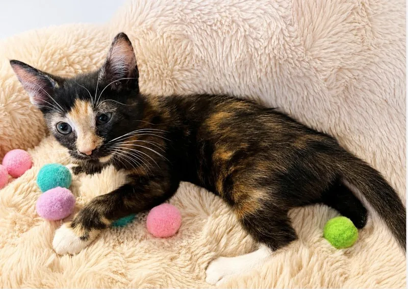 A baby small-sized female Domestic Short Hair cat named Skittles for adoption in Sebastian, FL