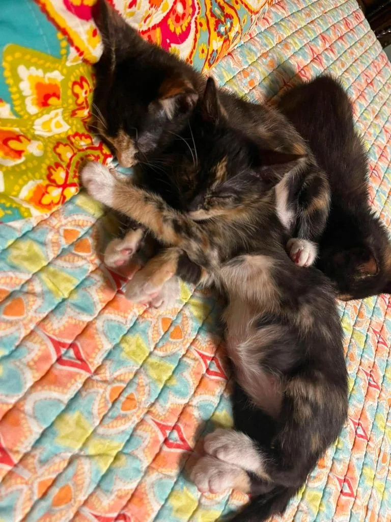 Skittles thumbnail 2