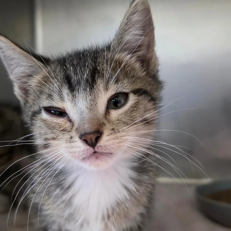 A baby small-sized male Brown / Chocolate Domestic Short Hair cat named Victor for adoption in Council Bluffs, IA