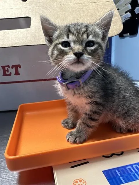 A baby small-sized male Domestic Short Hair cat named Nas for adoption in Bakersfield, CA