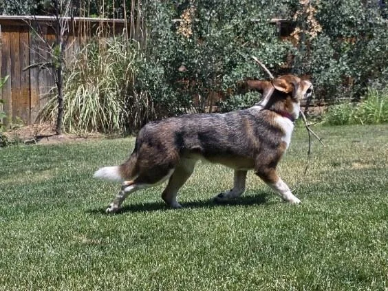 Dingo