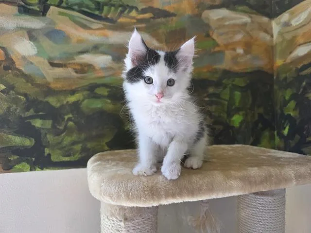 Charlie