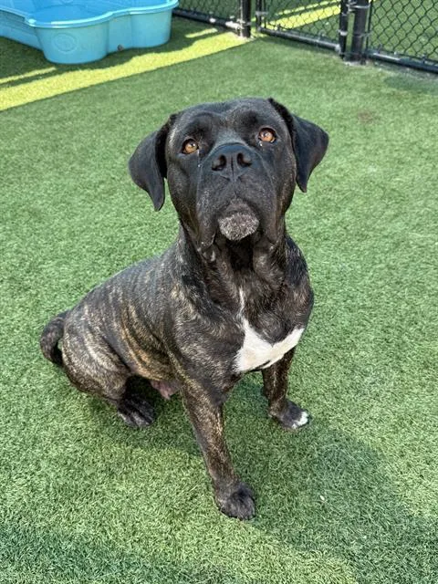 A young large-sized female Mixed Breed dog named Willow for adoption in Dallas, TX
