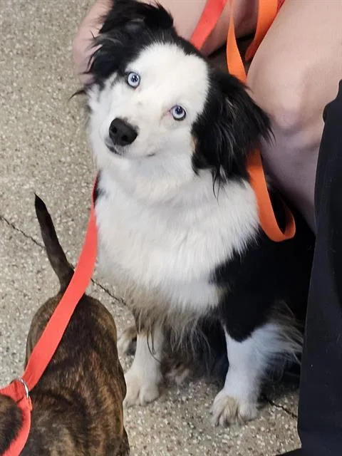 An adult small-sized female Australian Shepherd dog named Lady A for adoption in Clyde, NC