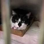 An adult medium-sized female Black Domestic Short Hair cat named Oreo for adoption in Rapid City, SD