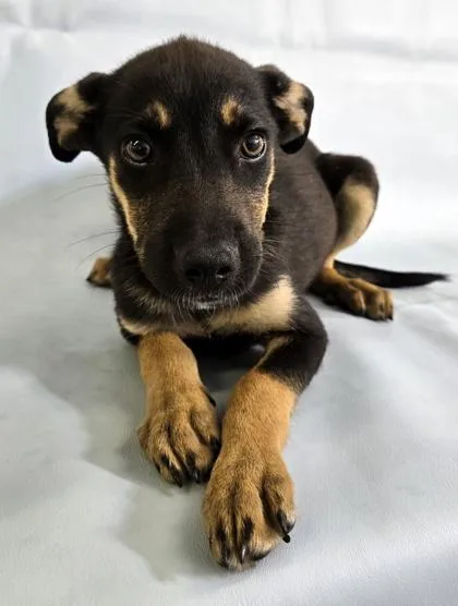A baby medium-sized male Rat Terrier dog named Fritz for adoption in Morton Grove, IL