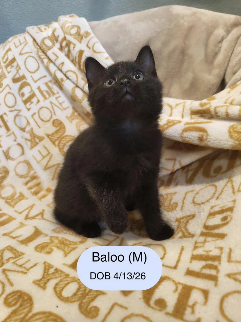 A baby medium-sized male Domestic Medium Hair cat named Baloo for adoption in Vacaville, CA
