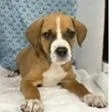 A baby medium-sized female Black Mouth Cur dog named Kahula for adoption in Tampa, FL