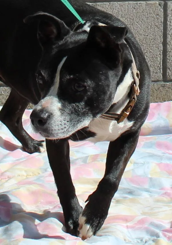 An adult large-sized female Boston Terrier dog named Jrmaggie for adoption in Oceanside, CA