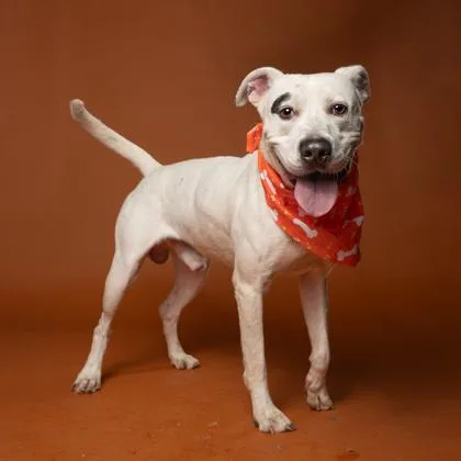 Scarfacecapone thumbnail 2