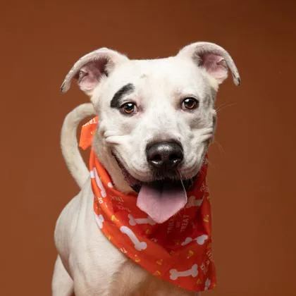 Scarfacecapone thumbnail 3