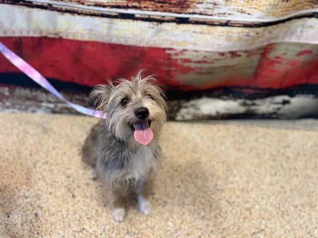 A young small-sized female Terrier dog named Martha for adoption in Miami, FL