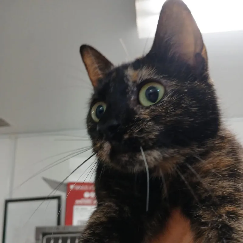 A young medium-sized female Tortoiseshell American Shorthair cat named Magma for adoption in New York, NY