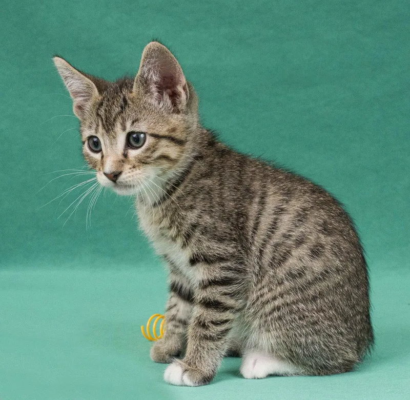 A young medium-sized male Domestic Short Hair cat named Promise for adoption in Davis, CA