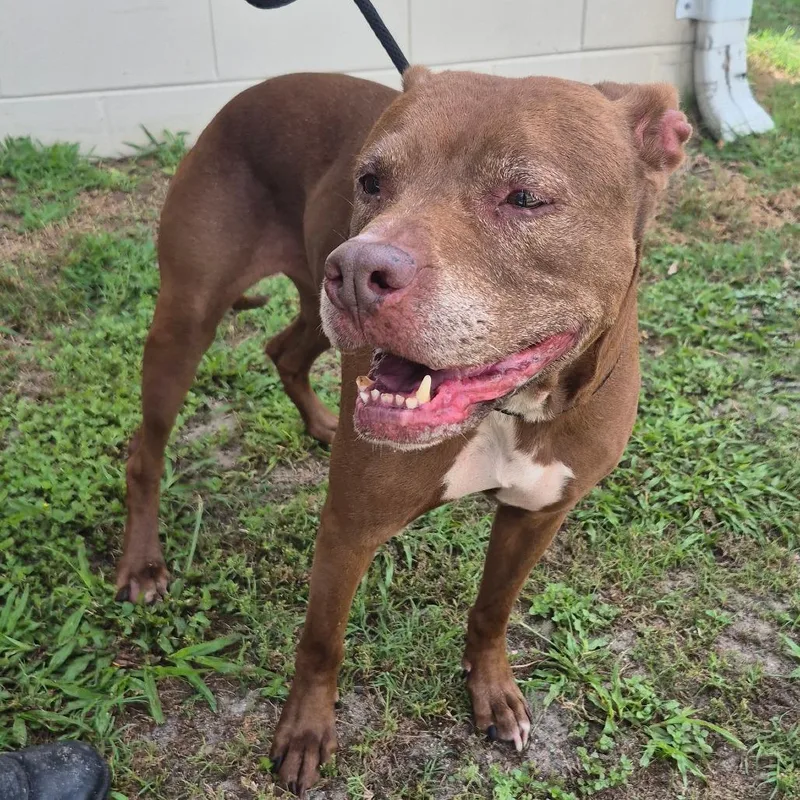 An adult medium-sized female Brown / Chocolate Mixed Breed dog named Savannah for adoption in Lake Panasoffkee, FL