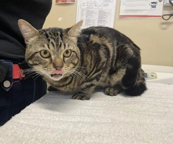 An adult large-sized male Domestic Short Hair cat named Benji for adoption in San Diego, CA
