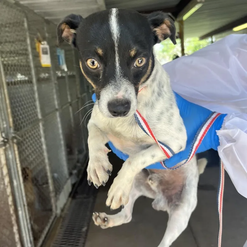 An adult small-sized male Black Chihuahua dog named Chiqilingo for adoption in Edinburg, TX
