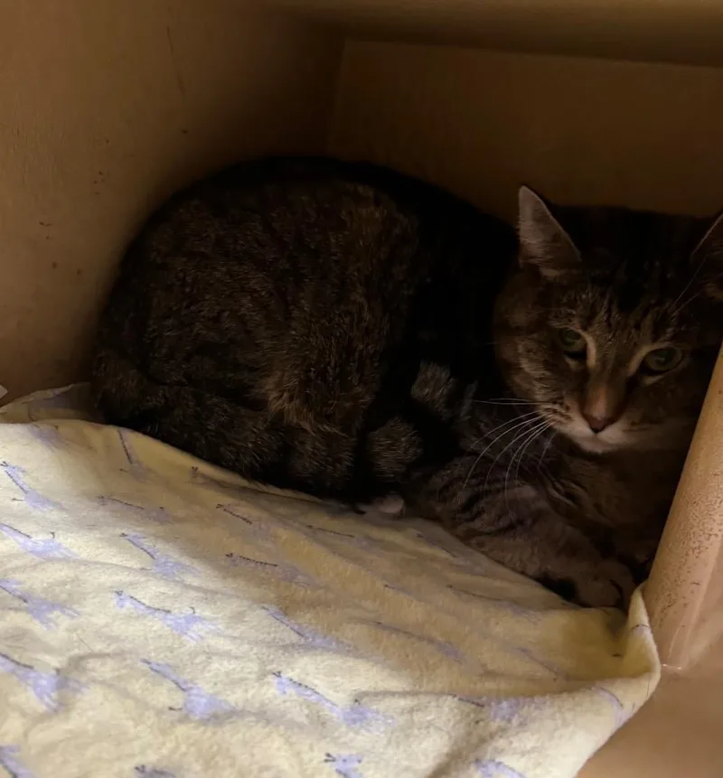 An adult medium-sized female Domestic Short Hair cat named Coast Il for adoption in Fort Lupton, CO