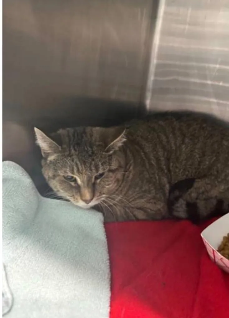 Coast Il thumbnail 2