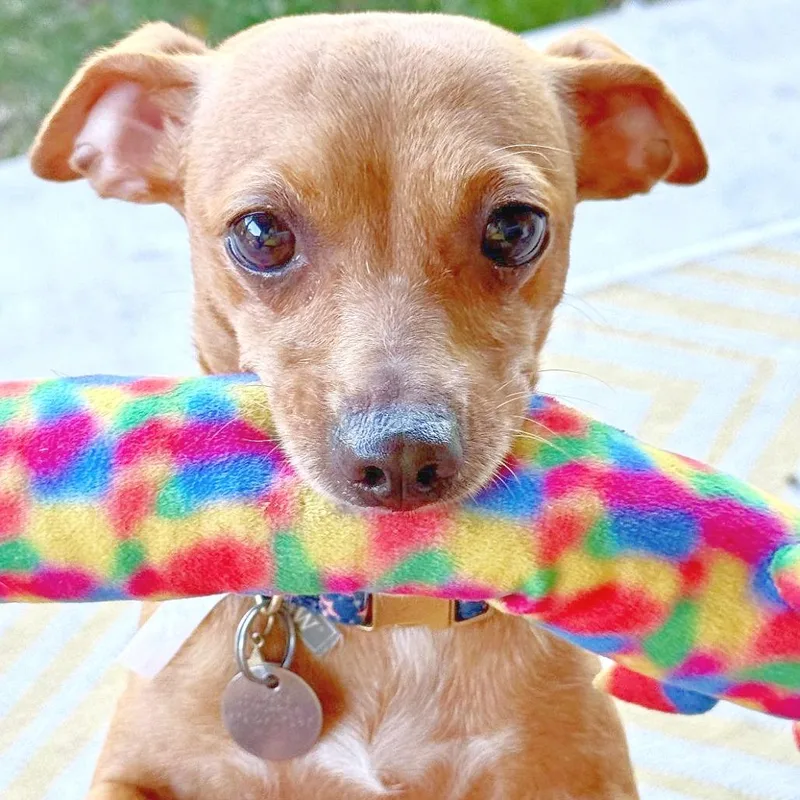 An adult small-sized female Yellow / Tan / Blond / Fawn Chihuahua dog named Abbey for adoption in Flower Mound, TX