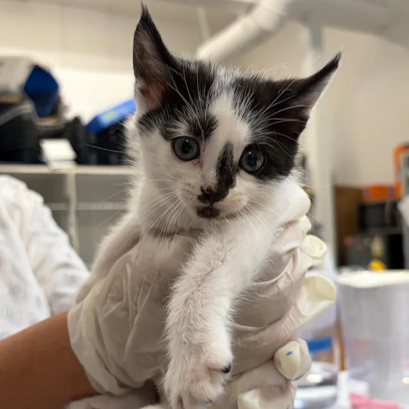 A baby small-sized female Black Domestic Short Hair cat named Ada Lovelace for adoption in Long Beach, CA