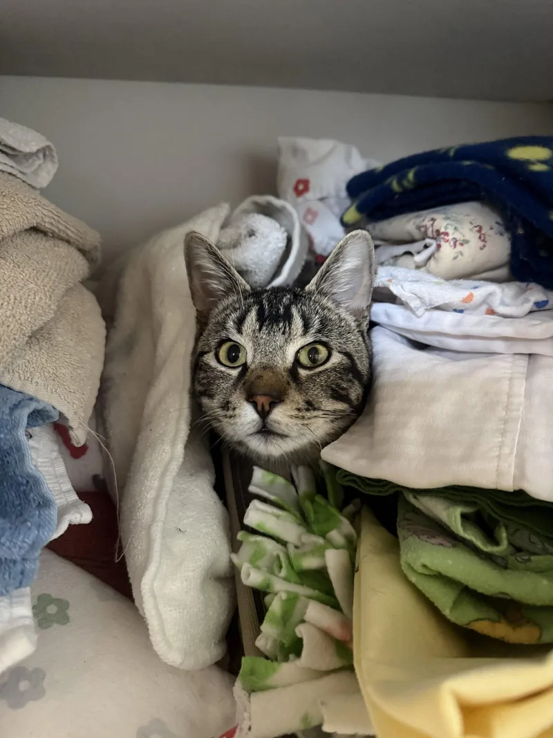 An adult medium-sized male Domestic Short Hair cat named Titus for adoption in Fort Collins, CO