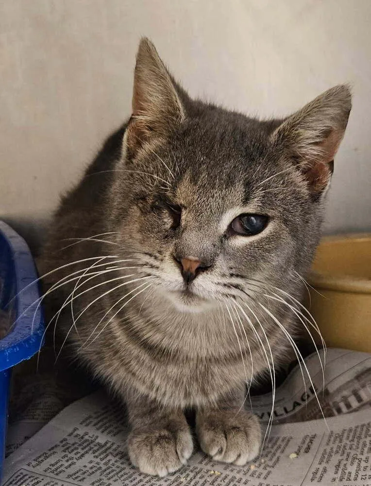 A young medium-sized male Tabby (Gray / Blue / Silver) Domestic Short Hair cat named Dusky for adoption in Mansfield, OH
