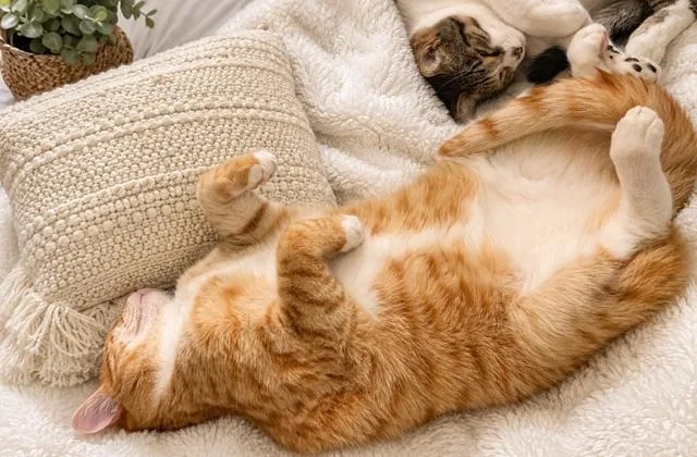 Waffles thumbnail 5