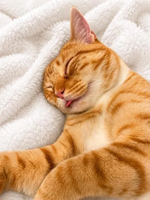 Waffles thumbnail 6