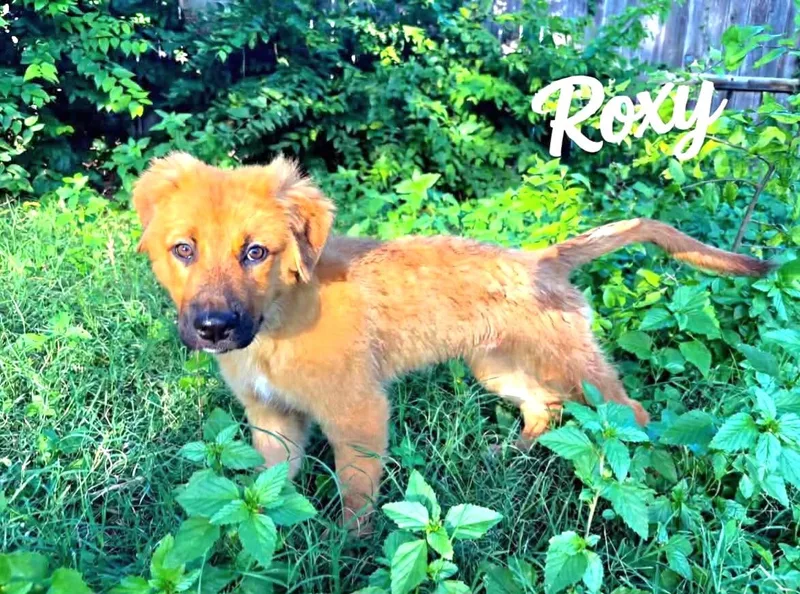 Roxy thumbnail 4