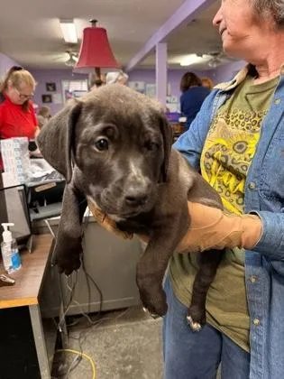 A baby small-sized male Mixed Breed dog named Sailor for adoption in West Chester, PA