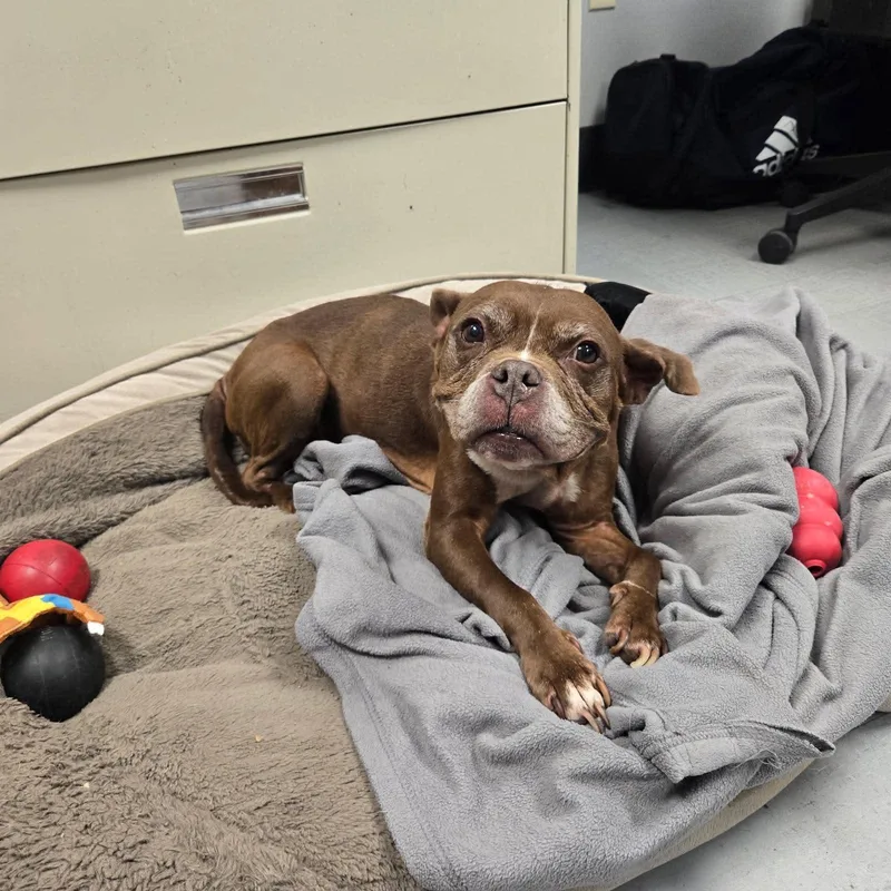 A senior medium-sized female Pit Bull Terrier dog named Chloe for adoption in Watertown, WI