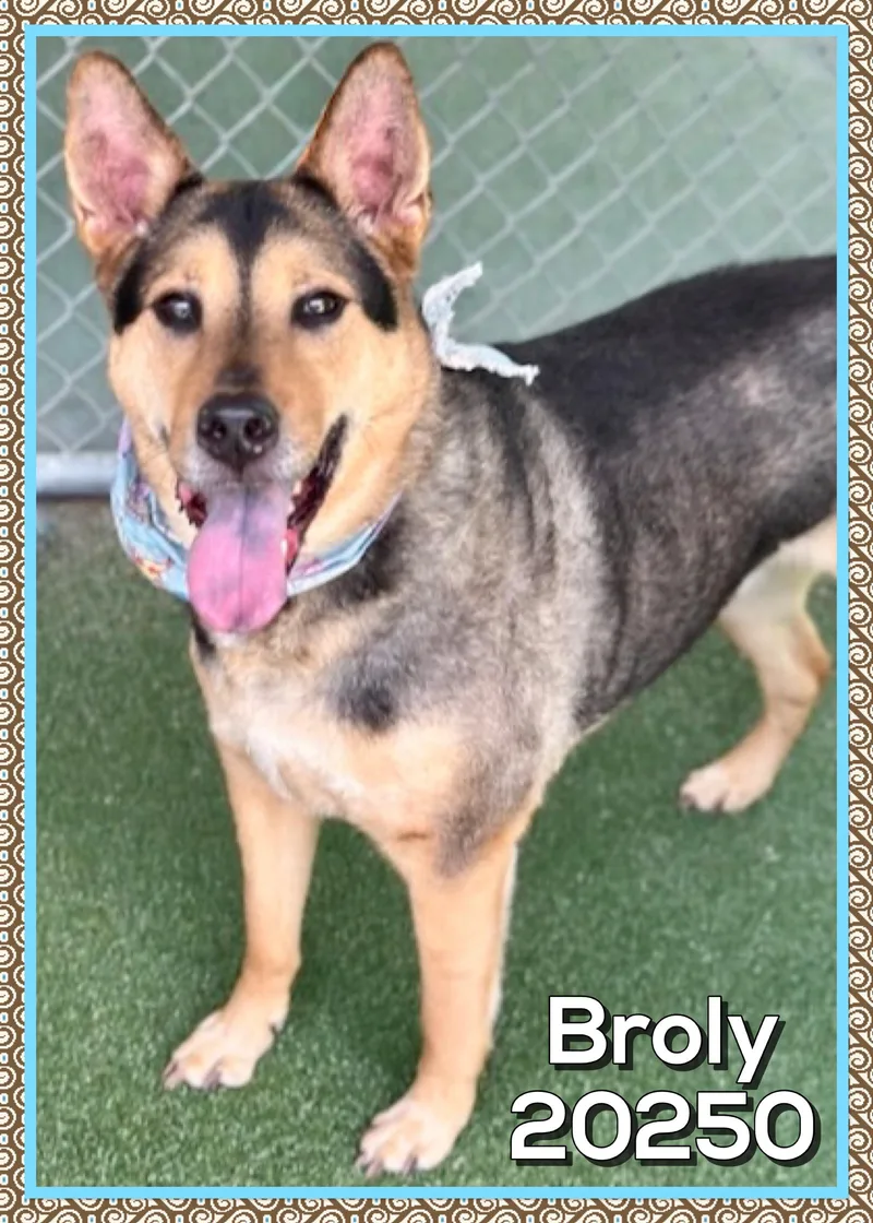 A senior large-sized male Black German Shepherd Dog dog named Broly for adoption in Marietta, GA