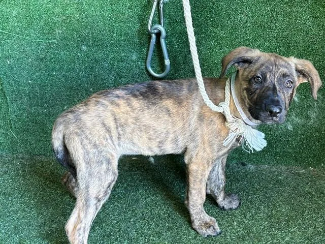 A baby small-sized female German Shepherd Dog dog named A for adoption in Lancaster, CA