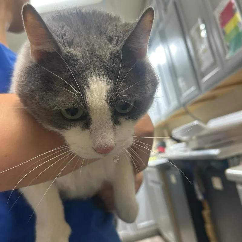 A baby extra large-sized male Gray / Blue / Silver Domestic Short Hair cat named Milo for adoption in Lewisburg, WV