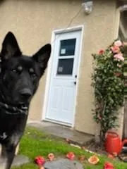 Lady  Gentle German thumbnail 4