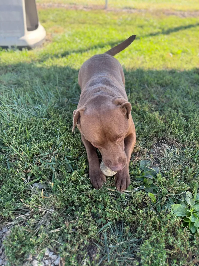 A young medium-sized male Brown / Chocolate Chocolate Labrador Retriever dog named Bean for adoption in Clinton, IL