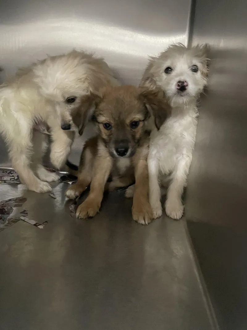 A baby small-sized male Smooth Collie dog named Pancake for adoption in Knoxville, TN