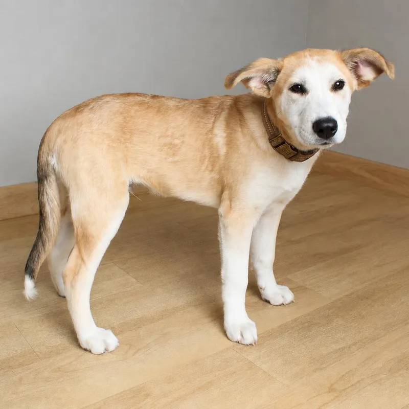 A baby medium-sized male Yellow / Tan / Blond / Fawn Australian Cattle Dog / Blue Heeler dog named Cooper D for adoption in Minnetonka, MN